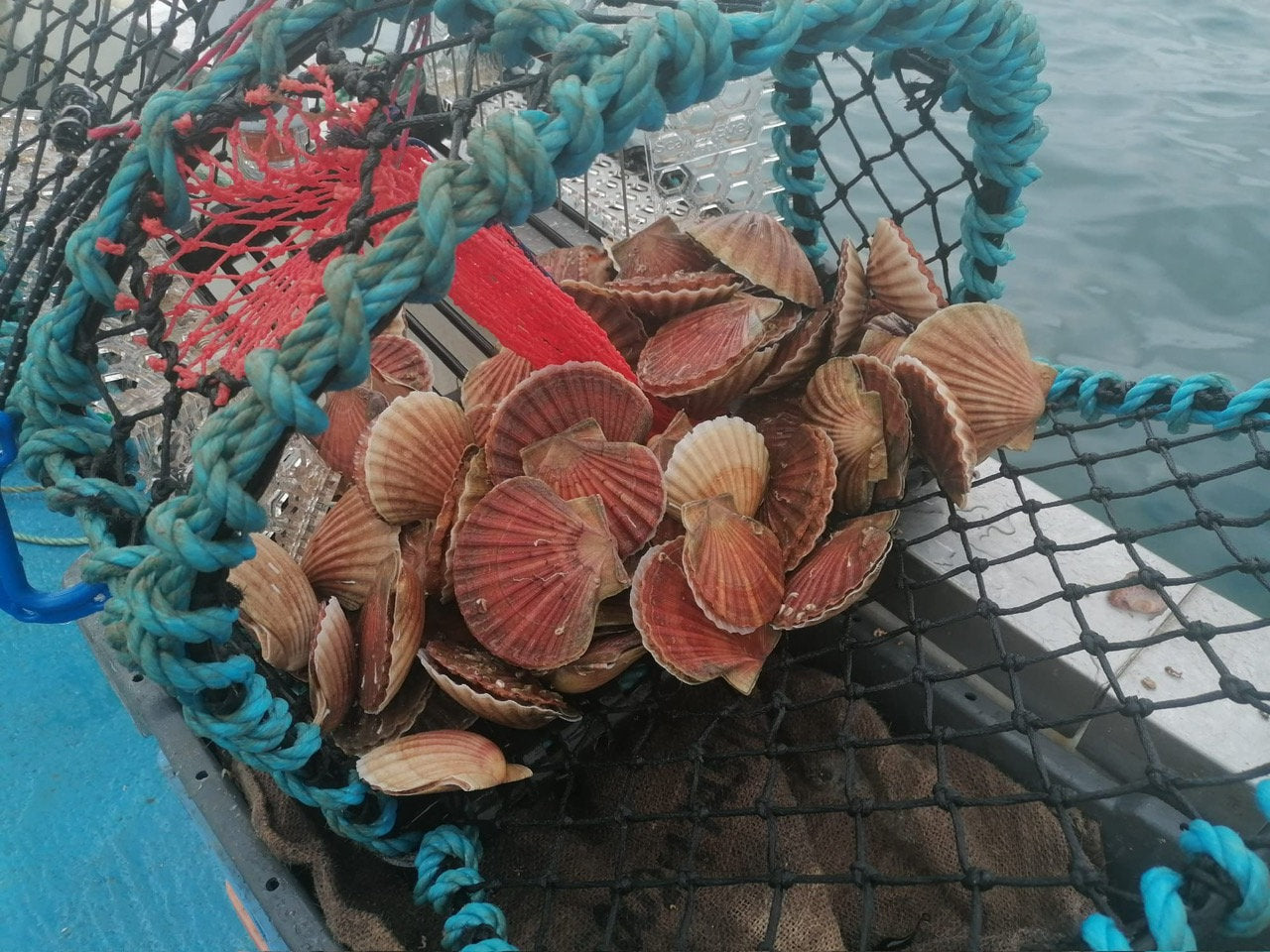 Caught by day boats